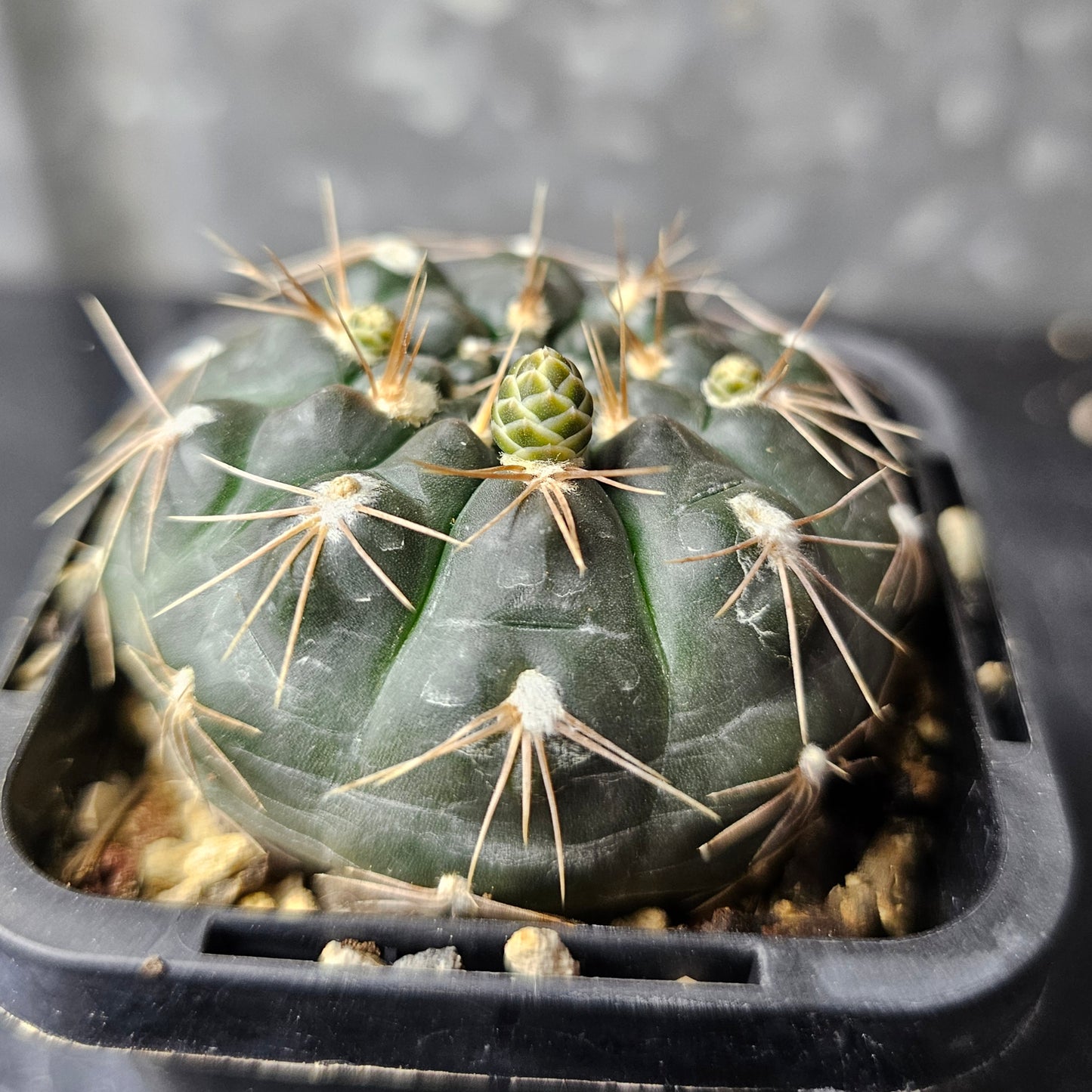Gymnocalycium morroense