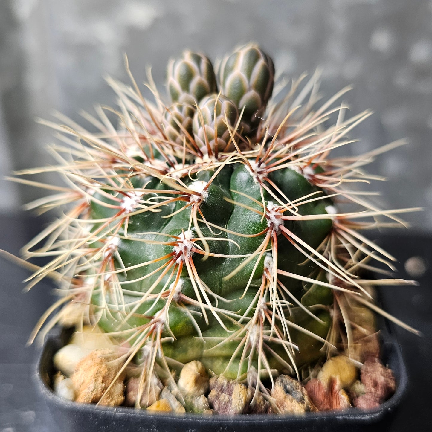 Gymnocalycium marianae
