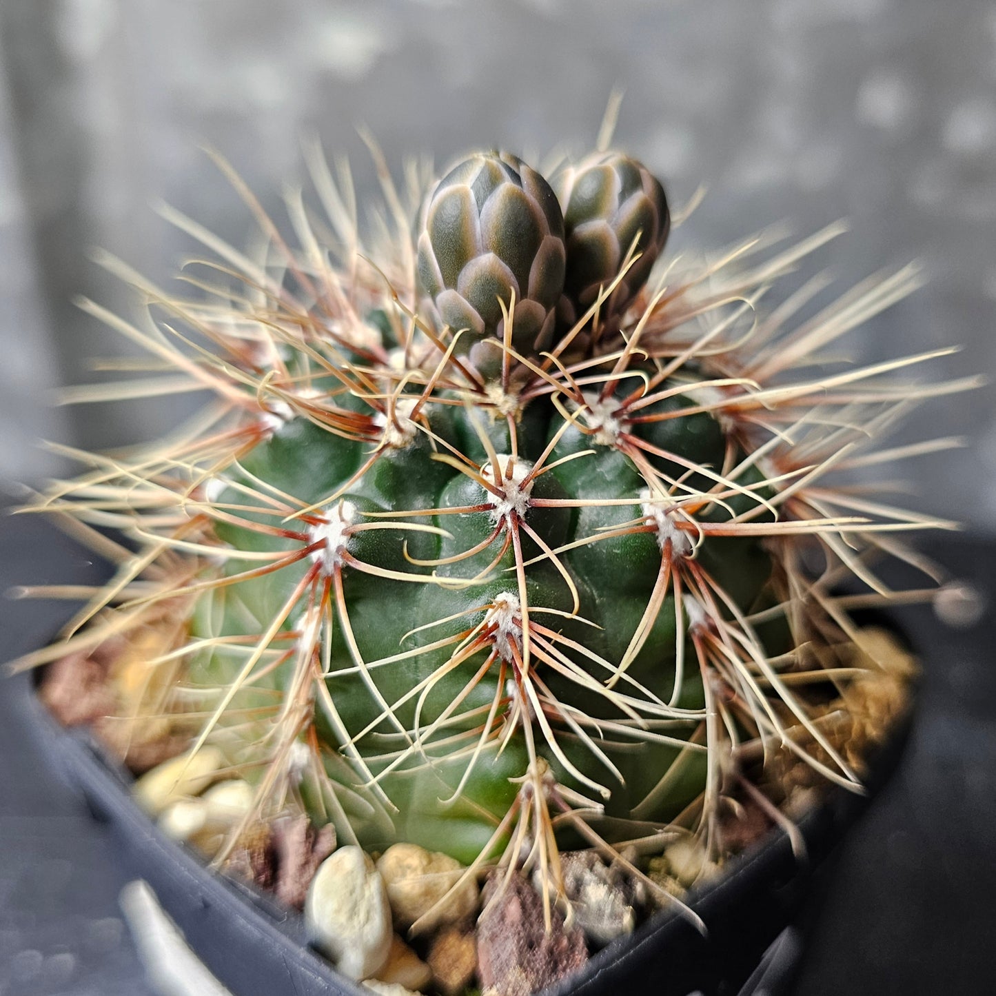 Gymnocalycium marianae