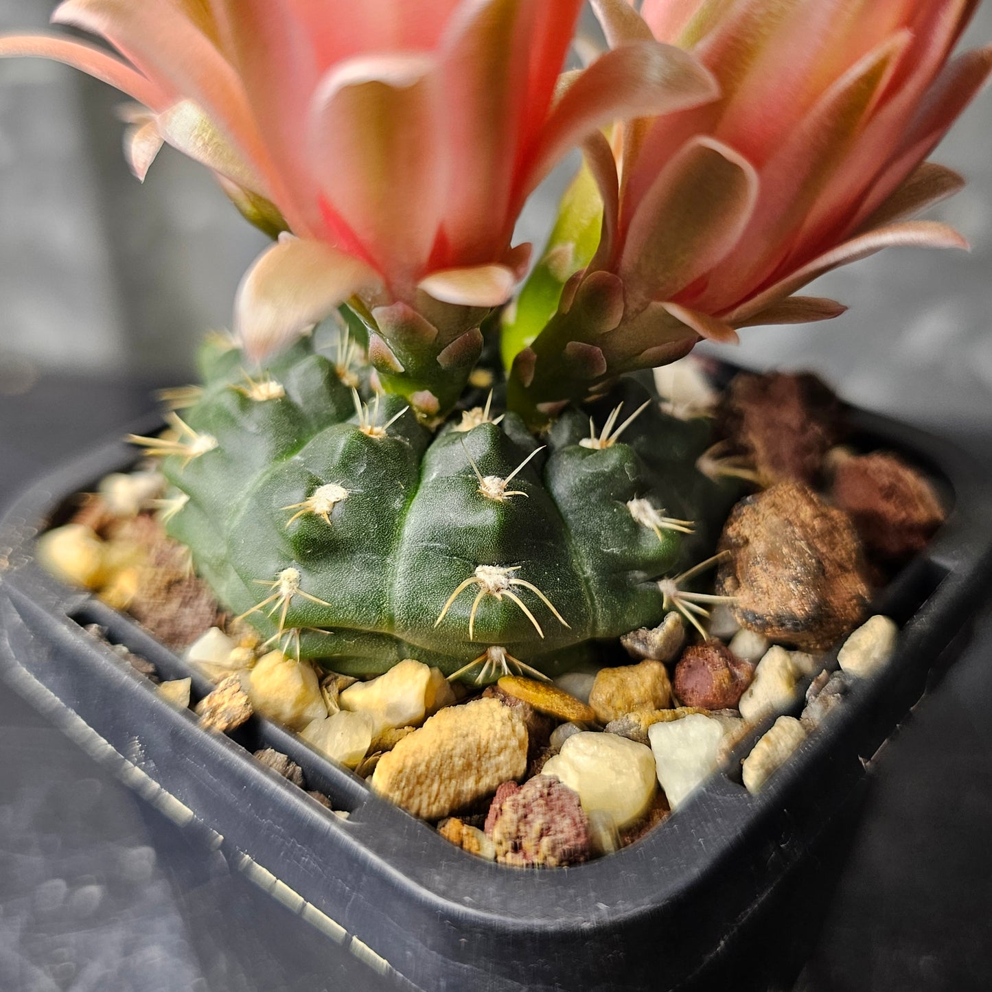 Gymnocalycium leeanum