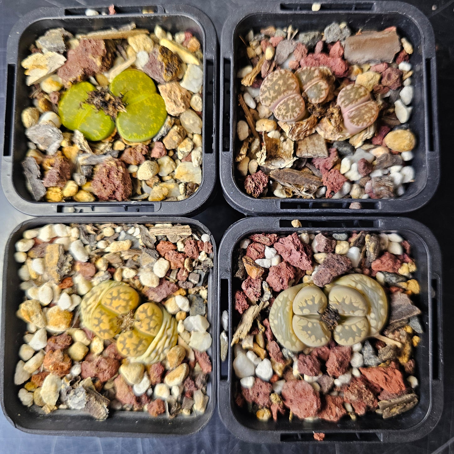Lithops bundle (4 plants) – Mixed Textures
