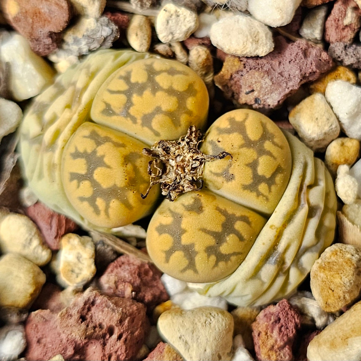 Lithops bundle (4 plants) – Mixed Textures
