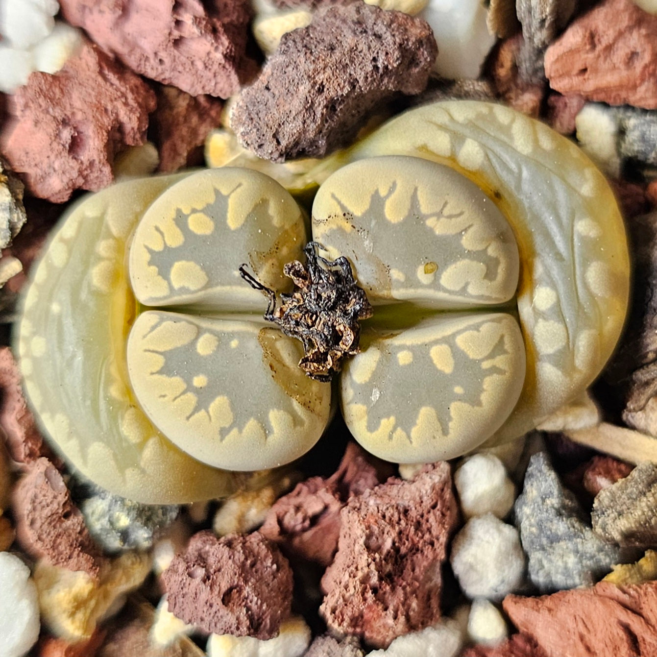 Lithops bundle (4 plants) – Mixed Textures