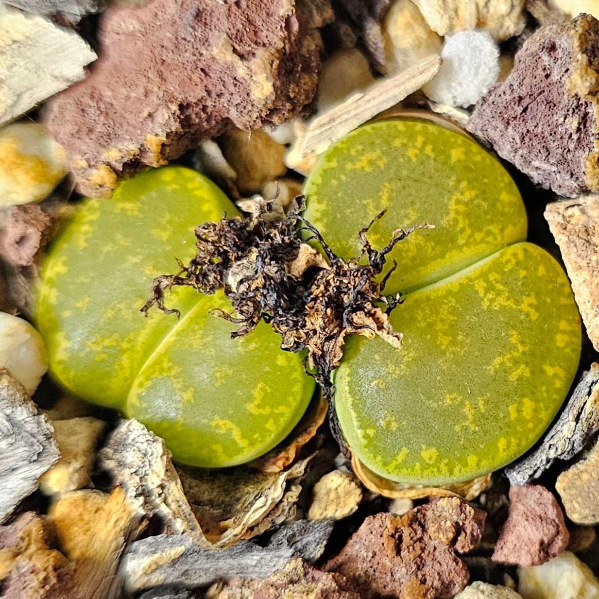 Lithops bundle (4 plants) – Mixed Textures