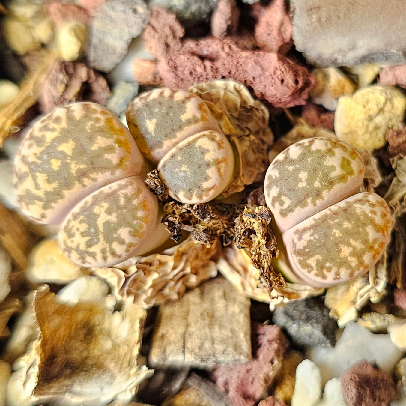 Lithops bundle (4 plants) – Mixed Textures