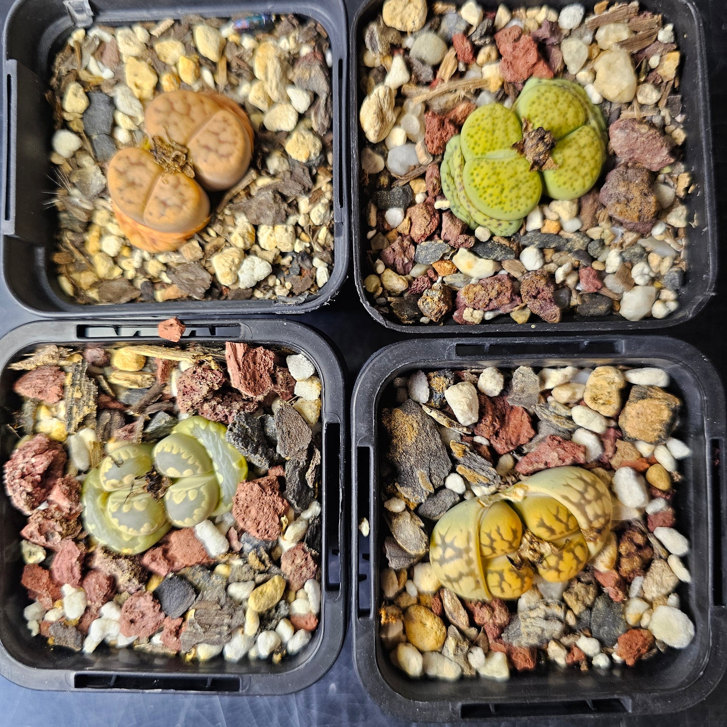 Lithops bundle (4 plants) – Desert Colours