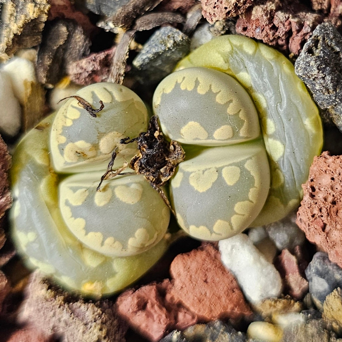 Lithops bundle (4 plants) – Desert Colours