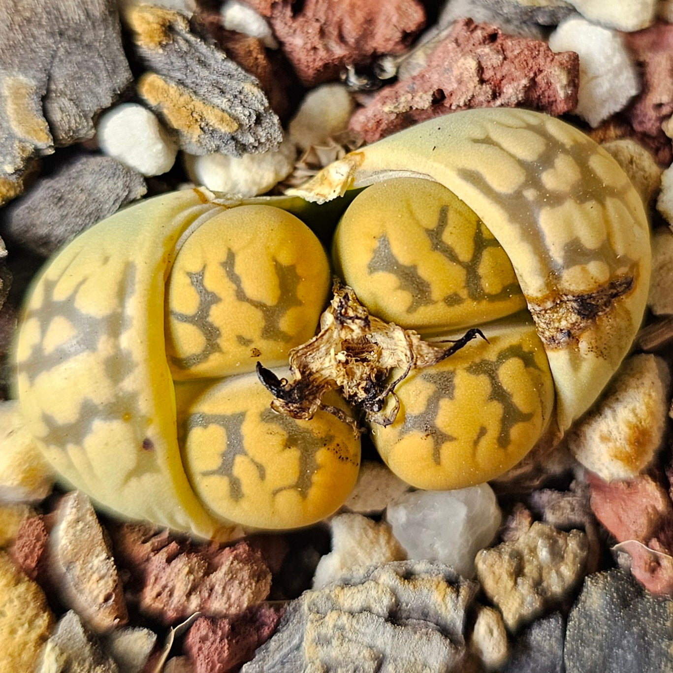 Lithops bundle (4 plants) – Desert Colours