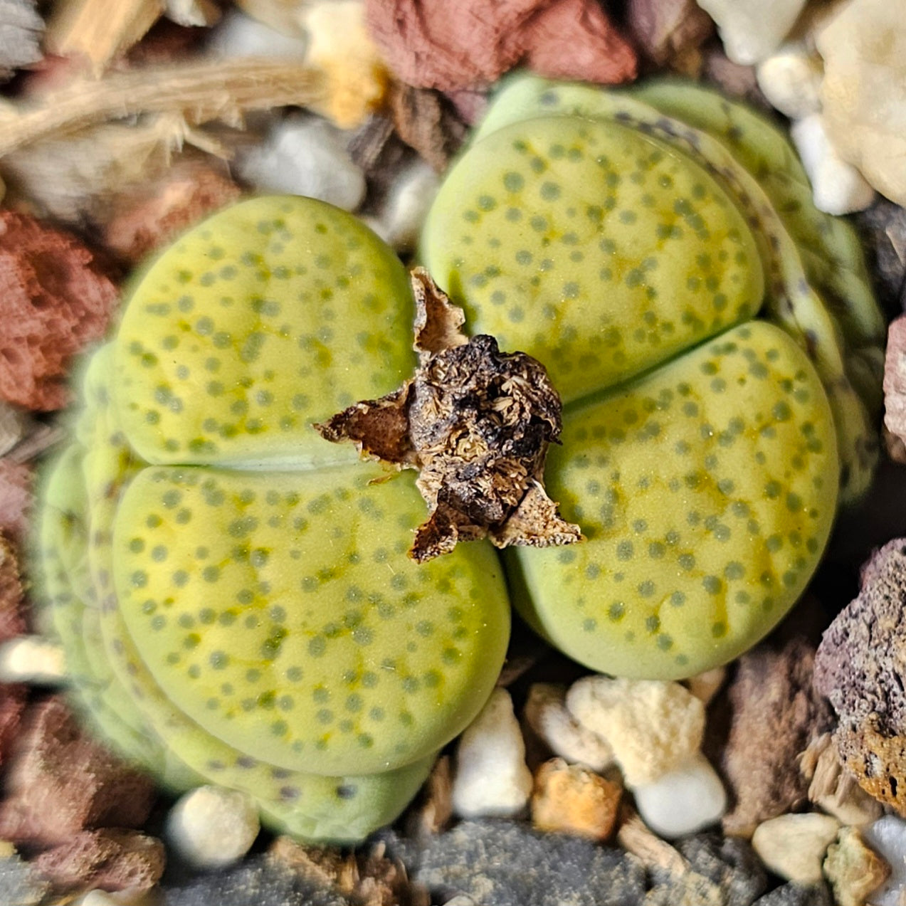 Lithops bundle (4 plants) – Desert Colours