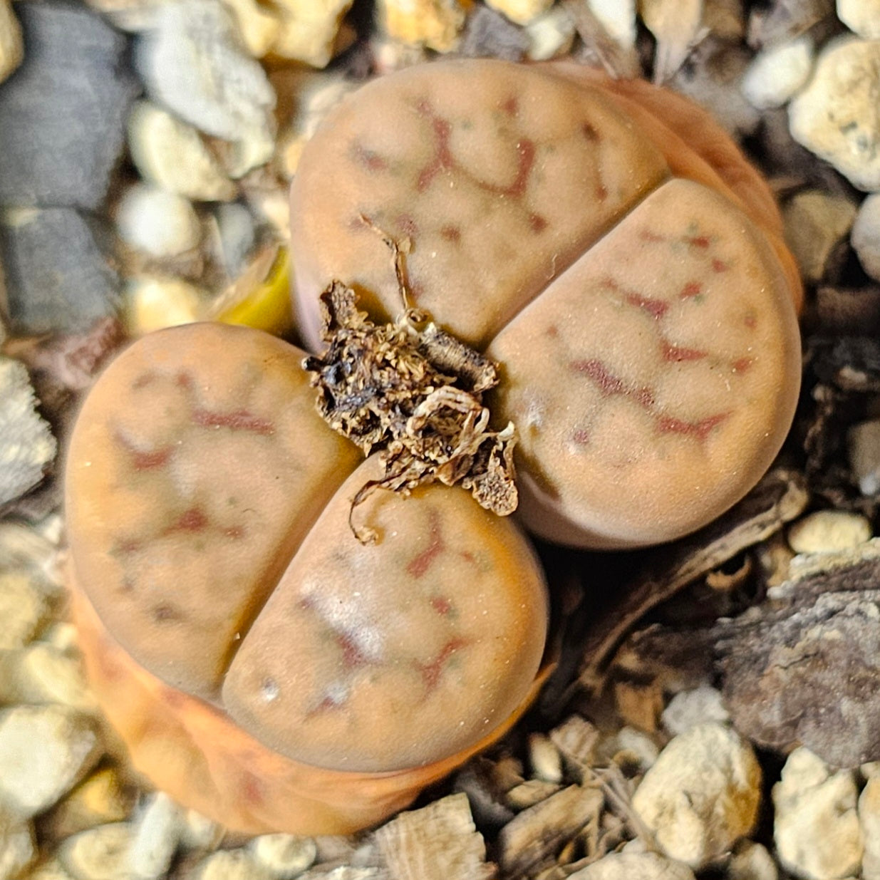 Lithops bundle (4 plants) – Desert Colours