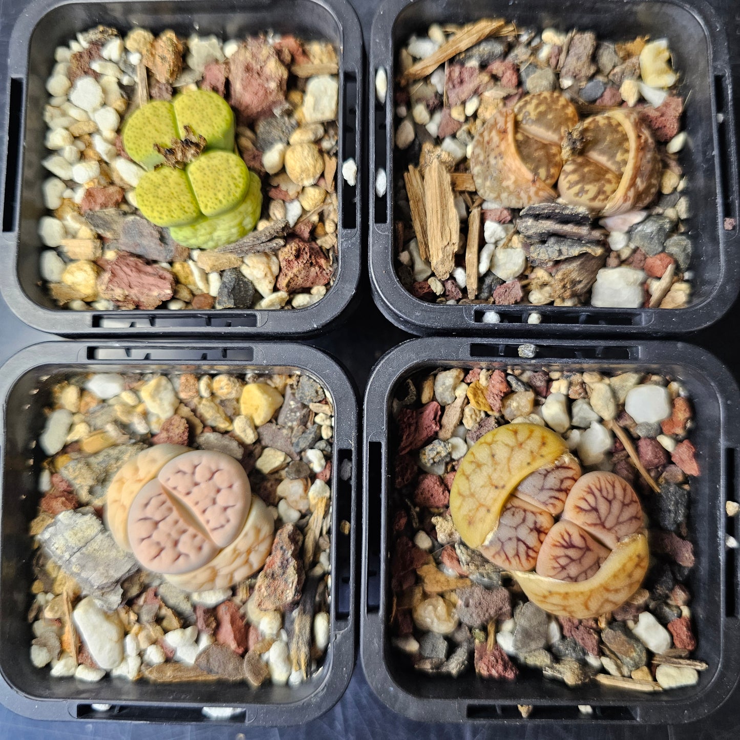 Lithops bundle (4 plants) – Subtle Contrasts