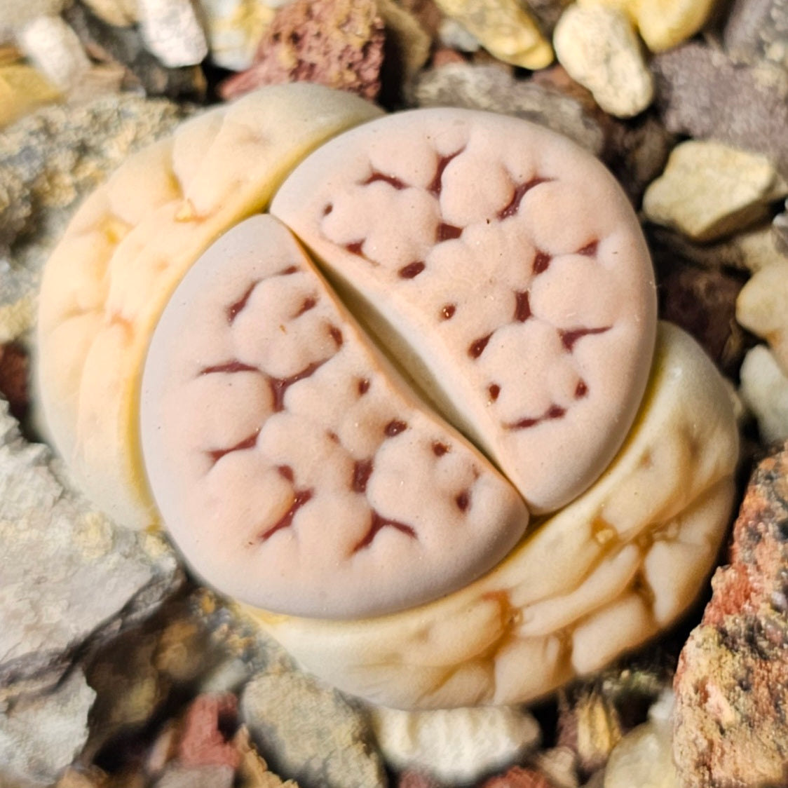 Lithops bundle (4 plants) – Subtle Contrasts