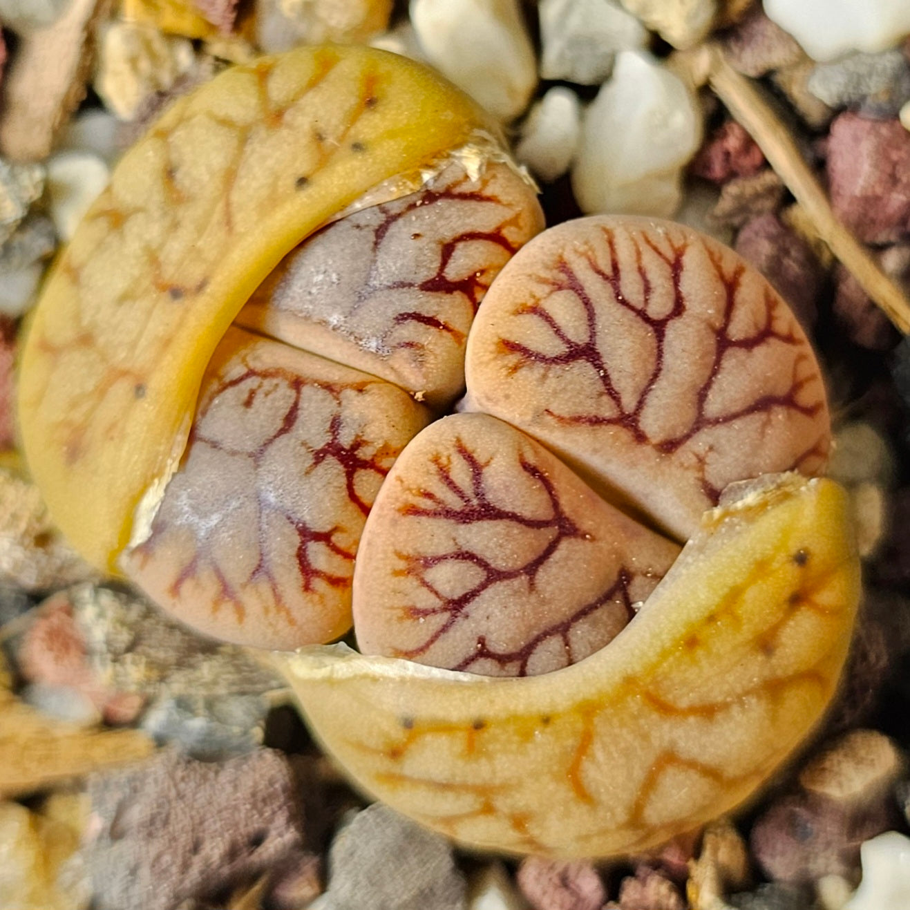 Lithops bundle (4 plants) – Subtle Contrasts