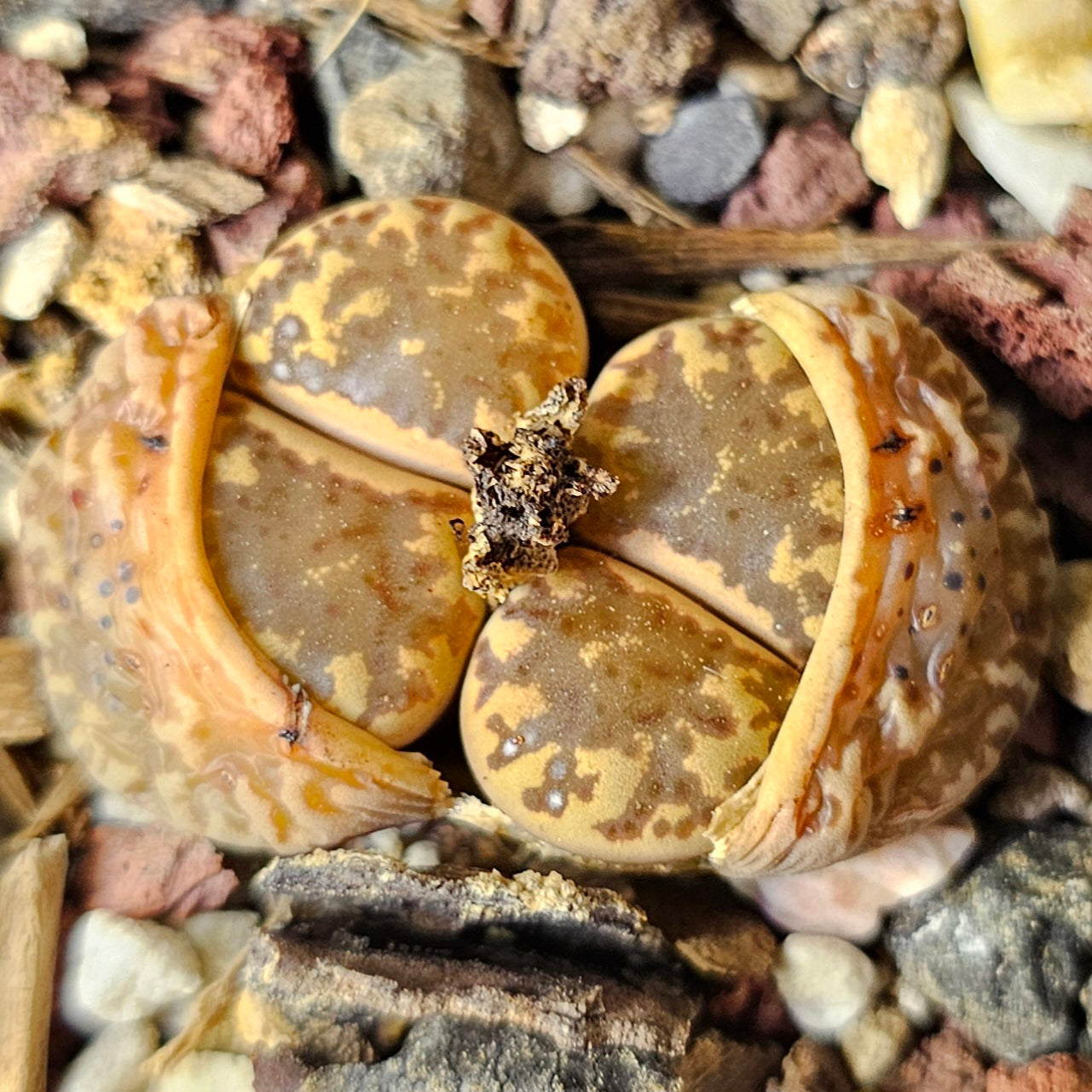 Lithops bundle (4 plants) – Subtle Contrasts