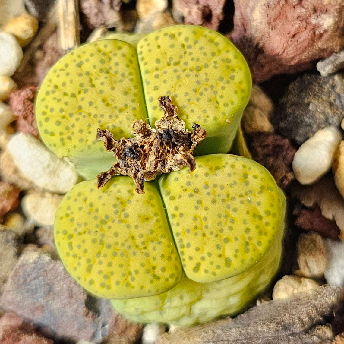Lithops bundle (4 plants) – Subtle Contrasts