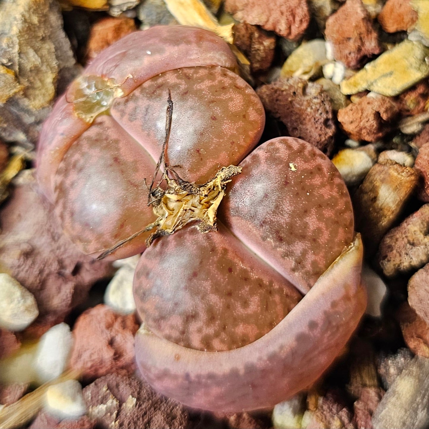 Lithops bundle (4 plants) – Natural Variety