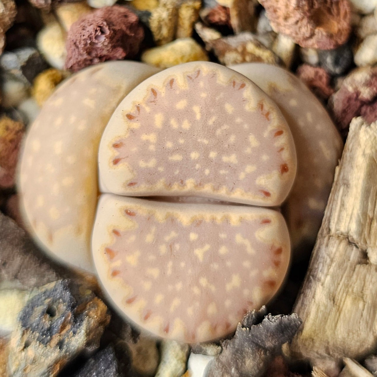 Lithops bundle (4 plants) – Natural Variety