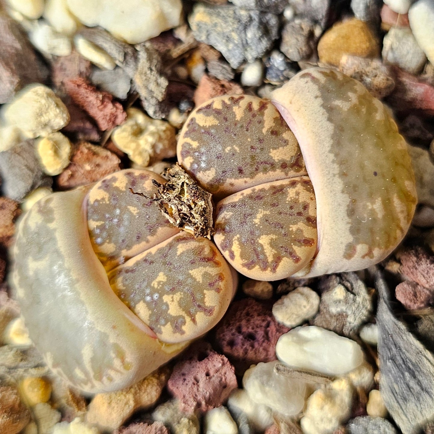 Lithops bundle (4 plants) – Natural Variety
