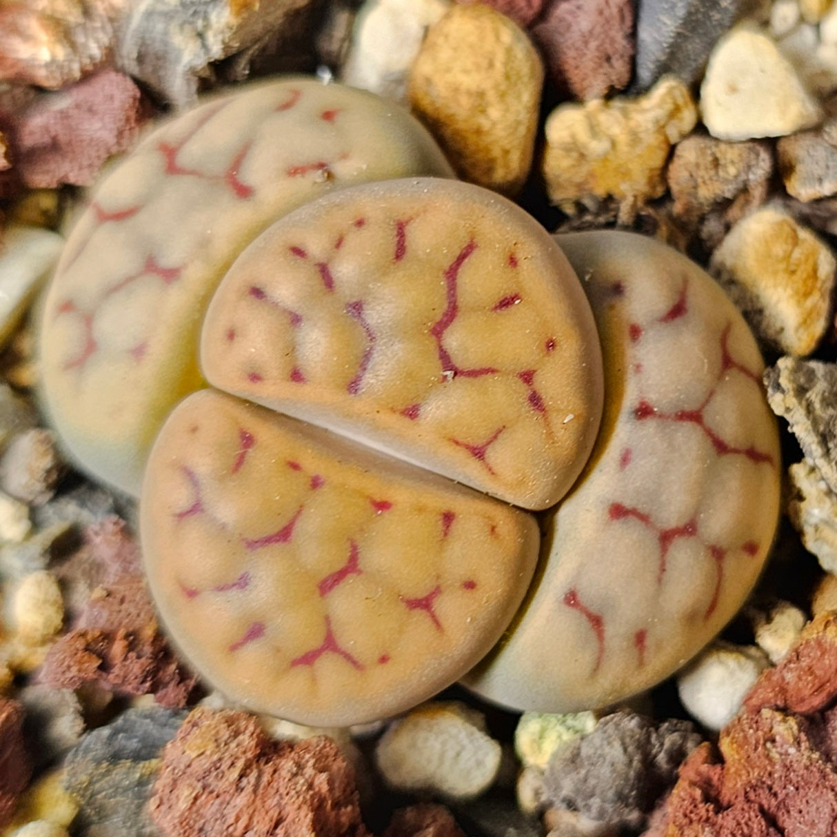 Lithops bundle (4 plants) – Natural Variety