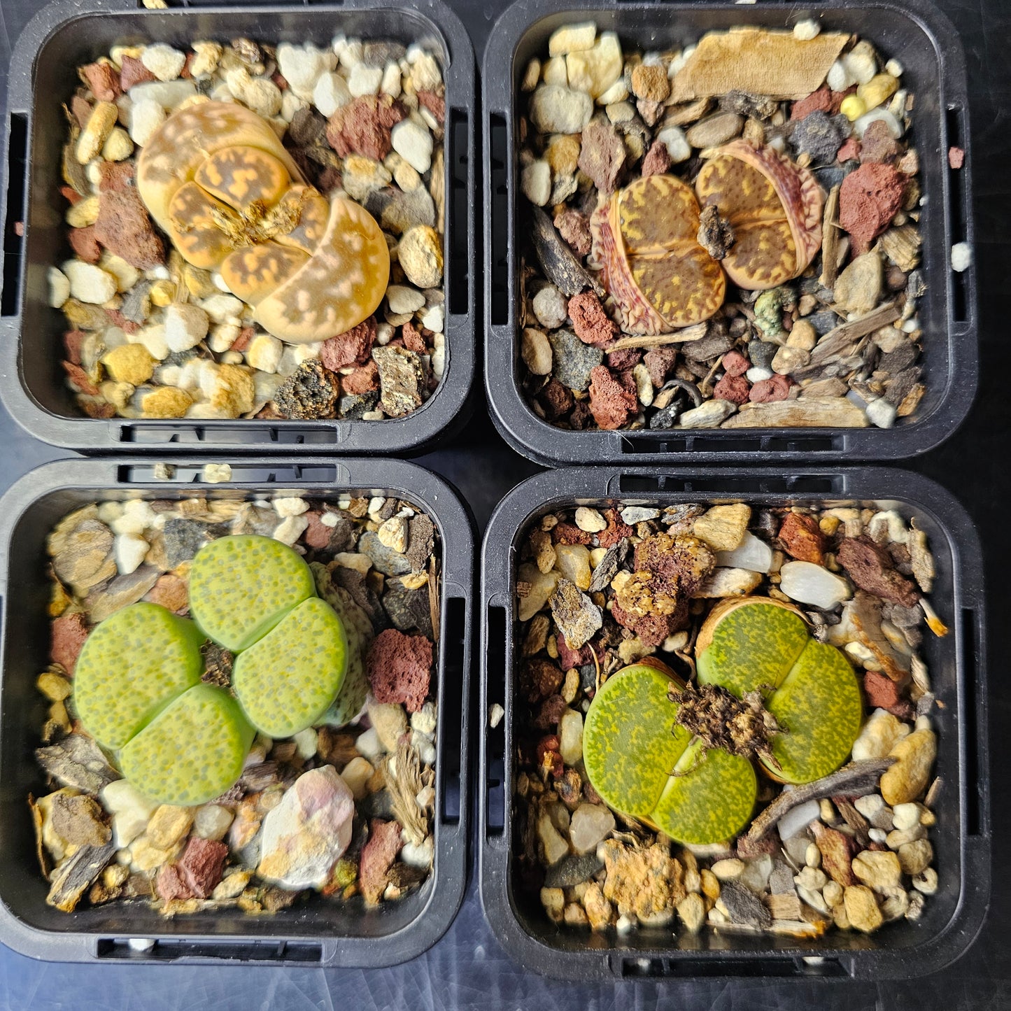 Lithops bundle (4 plants) – Earthstone Mix