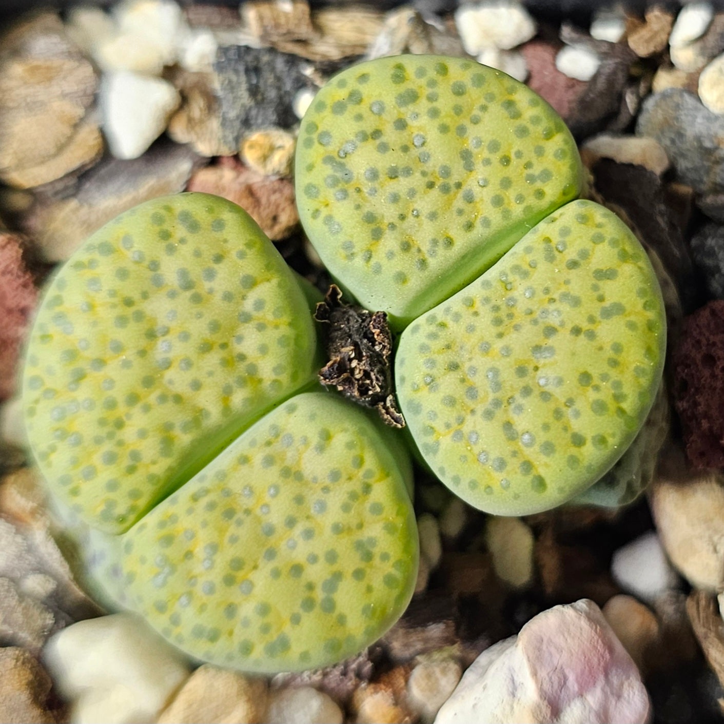Lithops bundle (4 plants) – Earthstone Mix