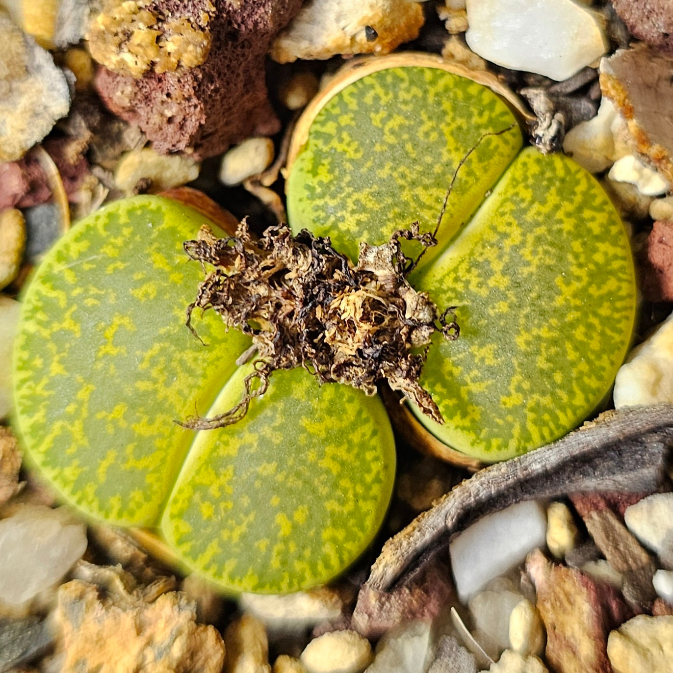 Lithops bundle (4 plants) – Earthstone Mix