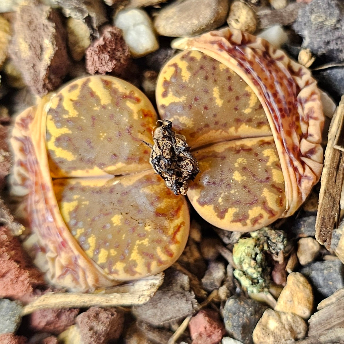 Lithops bundle (4 plants) – Earthstone Mix