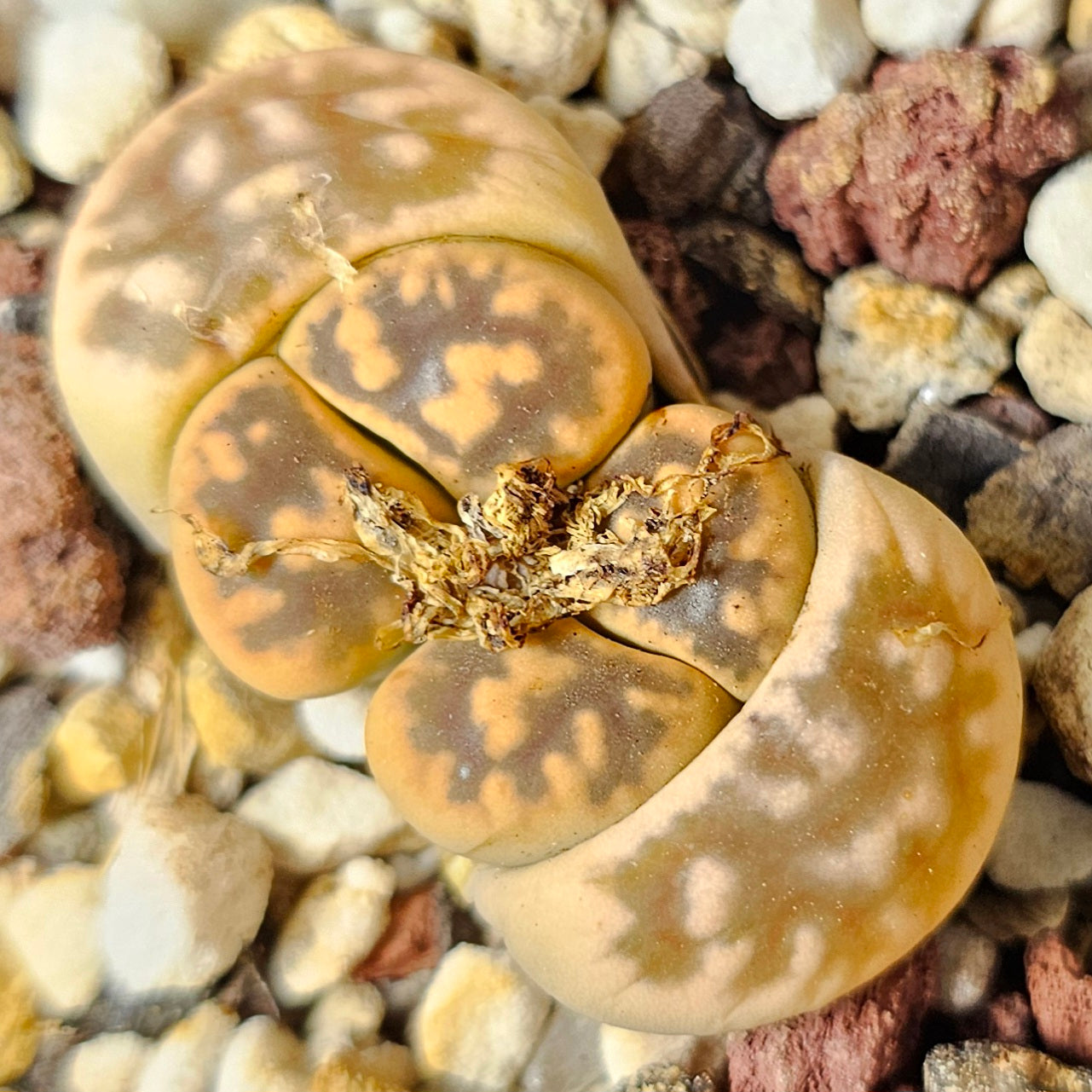 Lithops bundle (4 plants) – Earthstone Mix