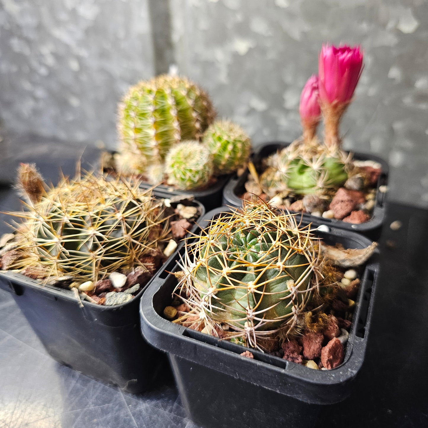 Cactus bundle – 4 plants (20.85 Collection Mix)