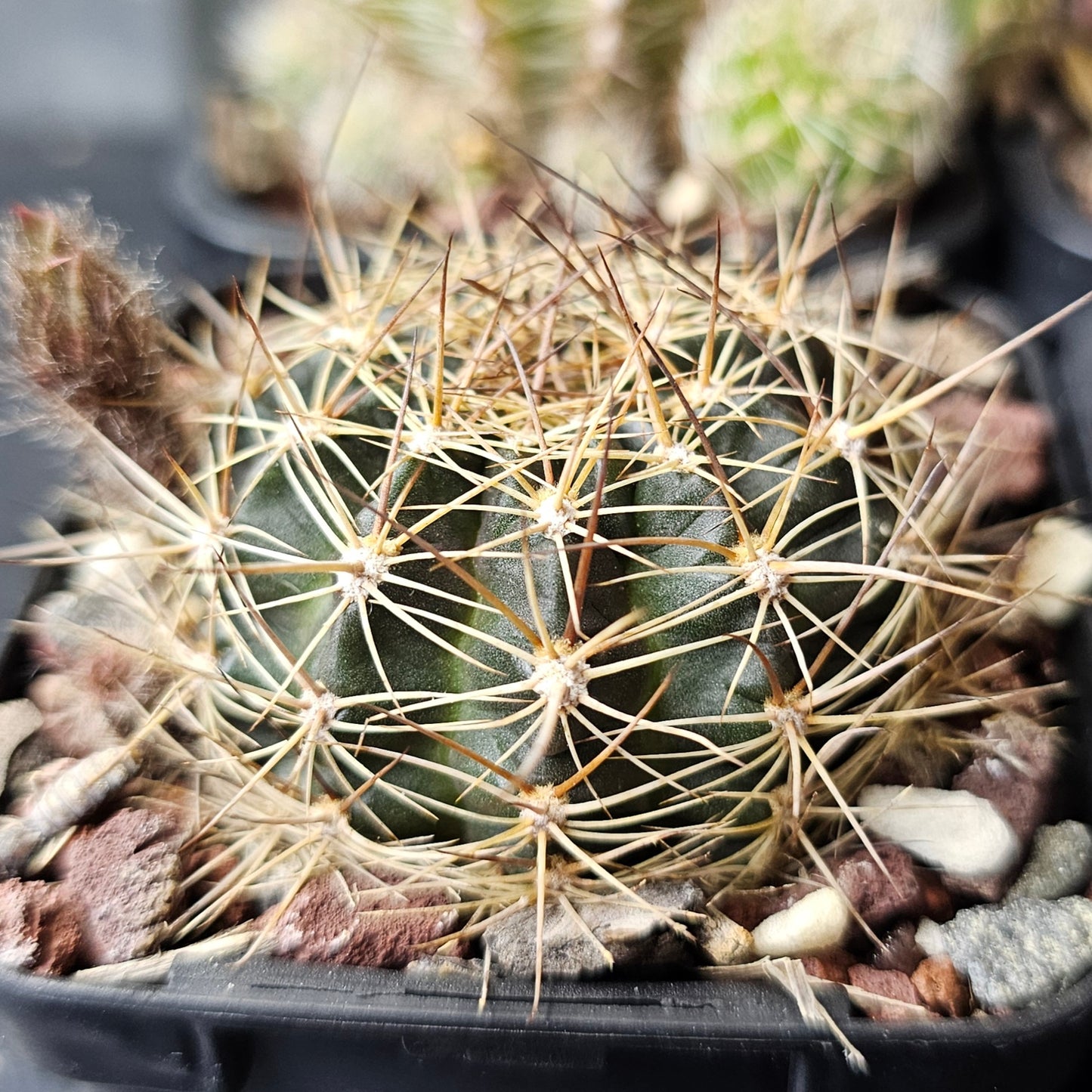 Cactus bundle – 4 plants (20.85 Collection Mix)