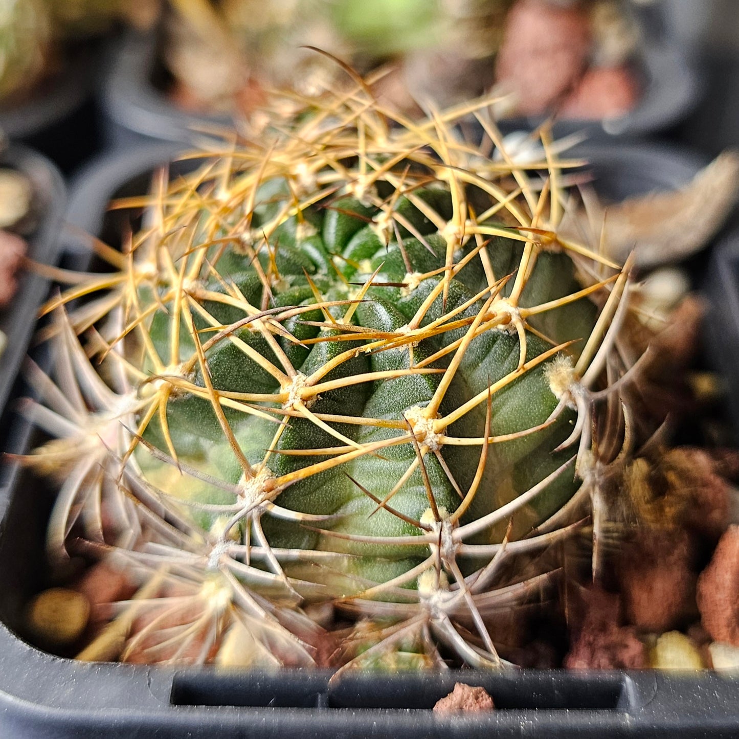 Cactus bundle – 4 plants (20.85 Collection Mix)
