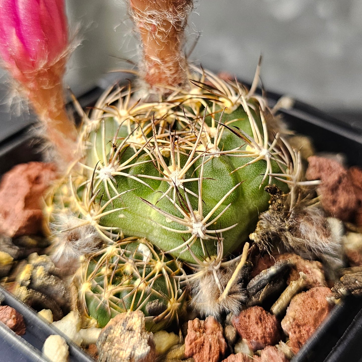 Cactus bundle – 4 plants (20.85 Collection Mix)