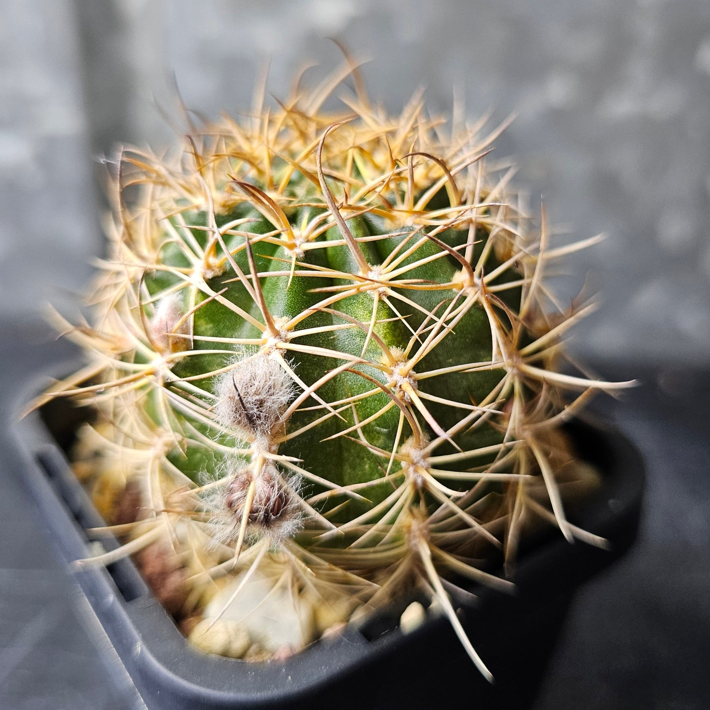 Lobivia hybrid (W7C)