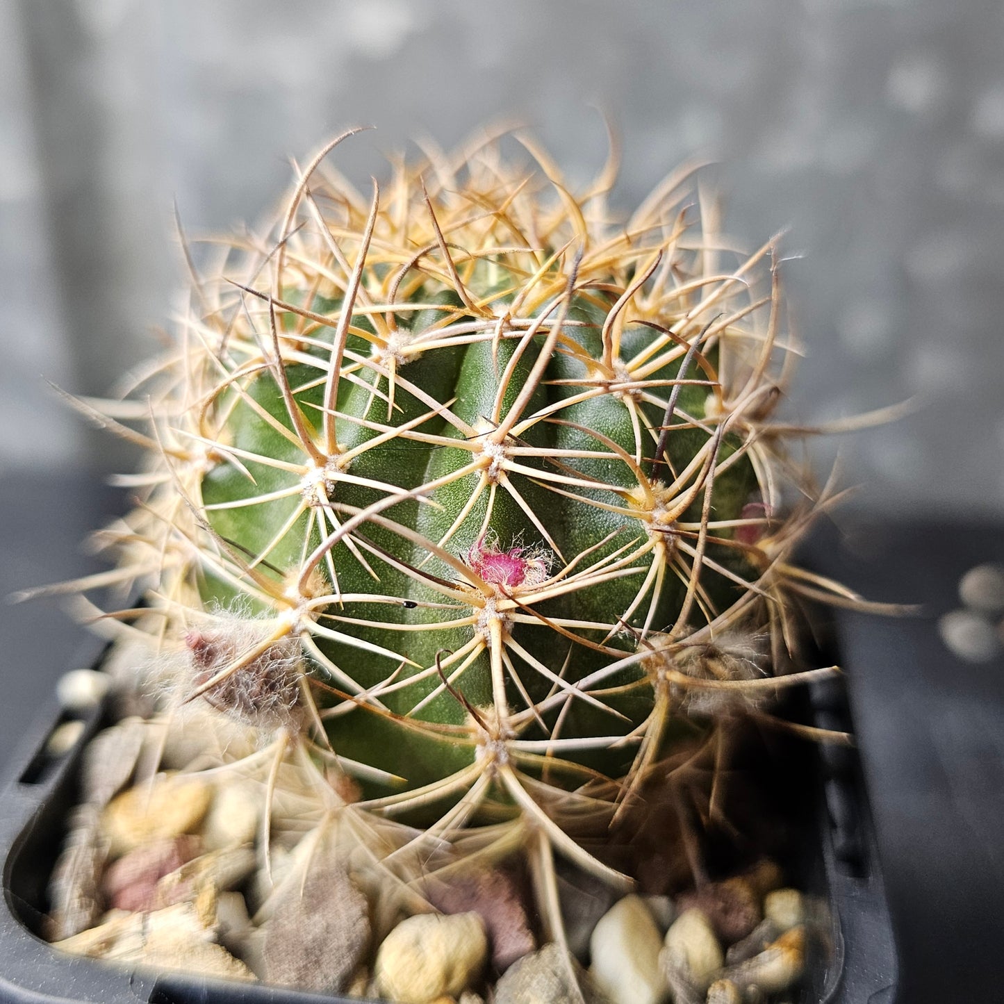 Lobivia hybrid (W7C)