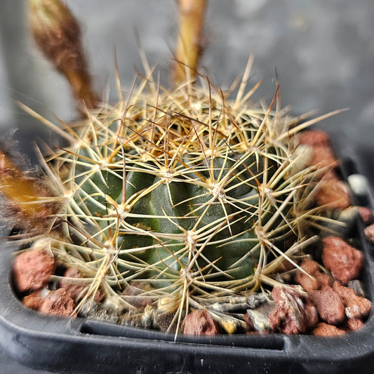 Lobivia hybrid (46K)