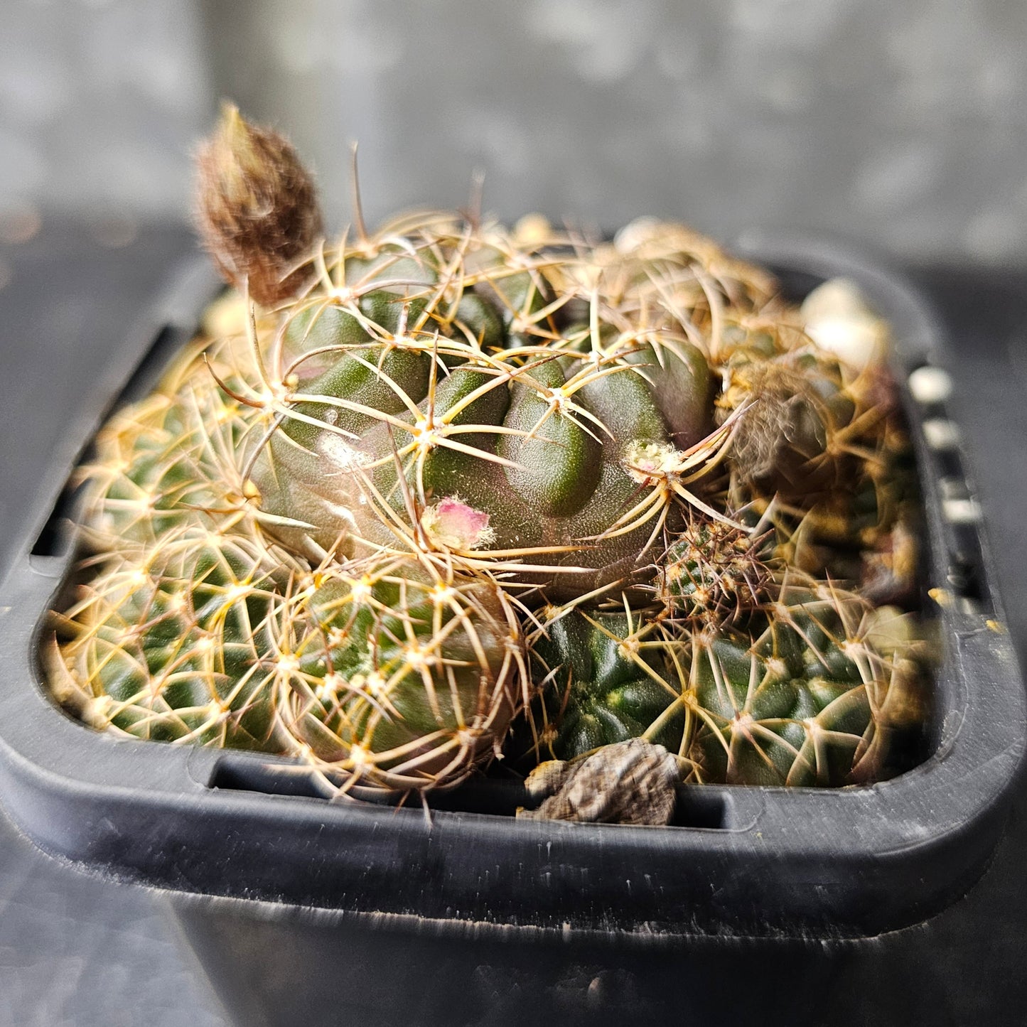 Lobivia hybrid (BA3)