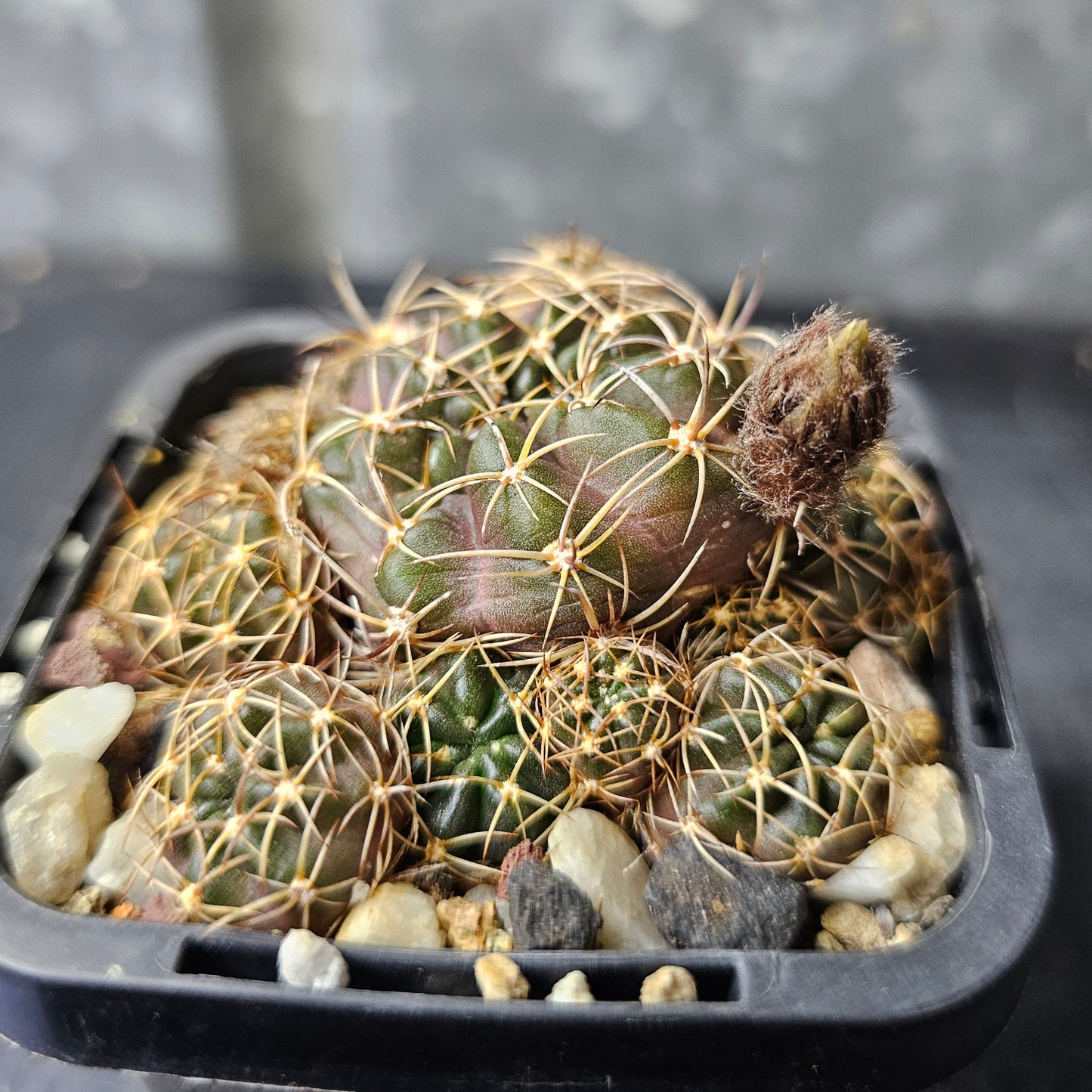 Lobivia hybrid (BA3)