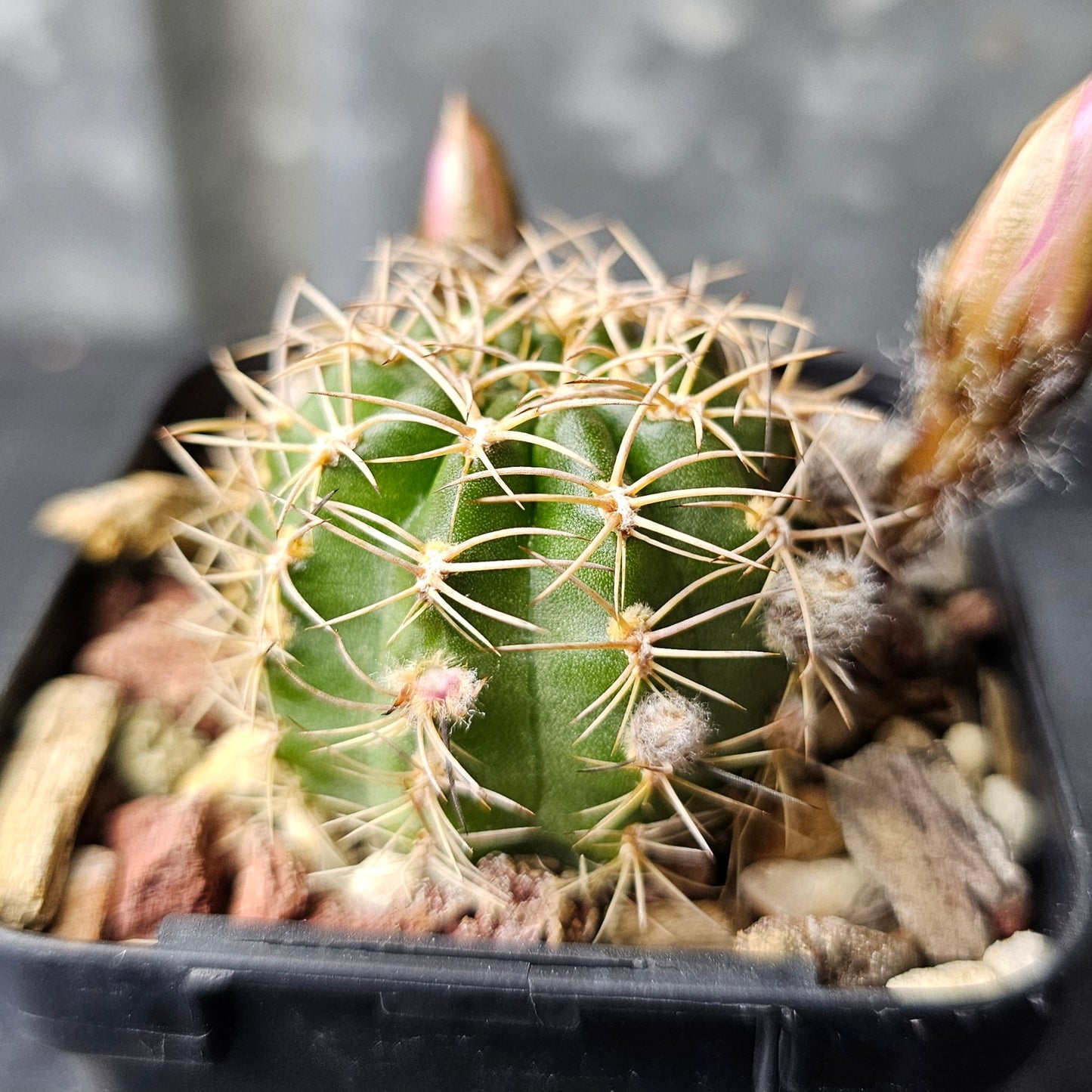 Lobivia hybrid (BR6)