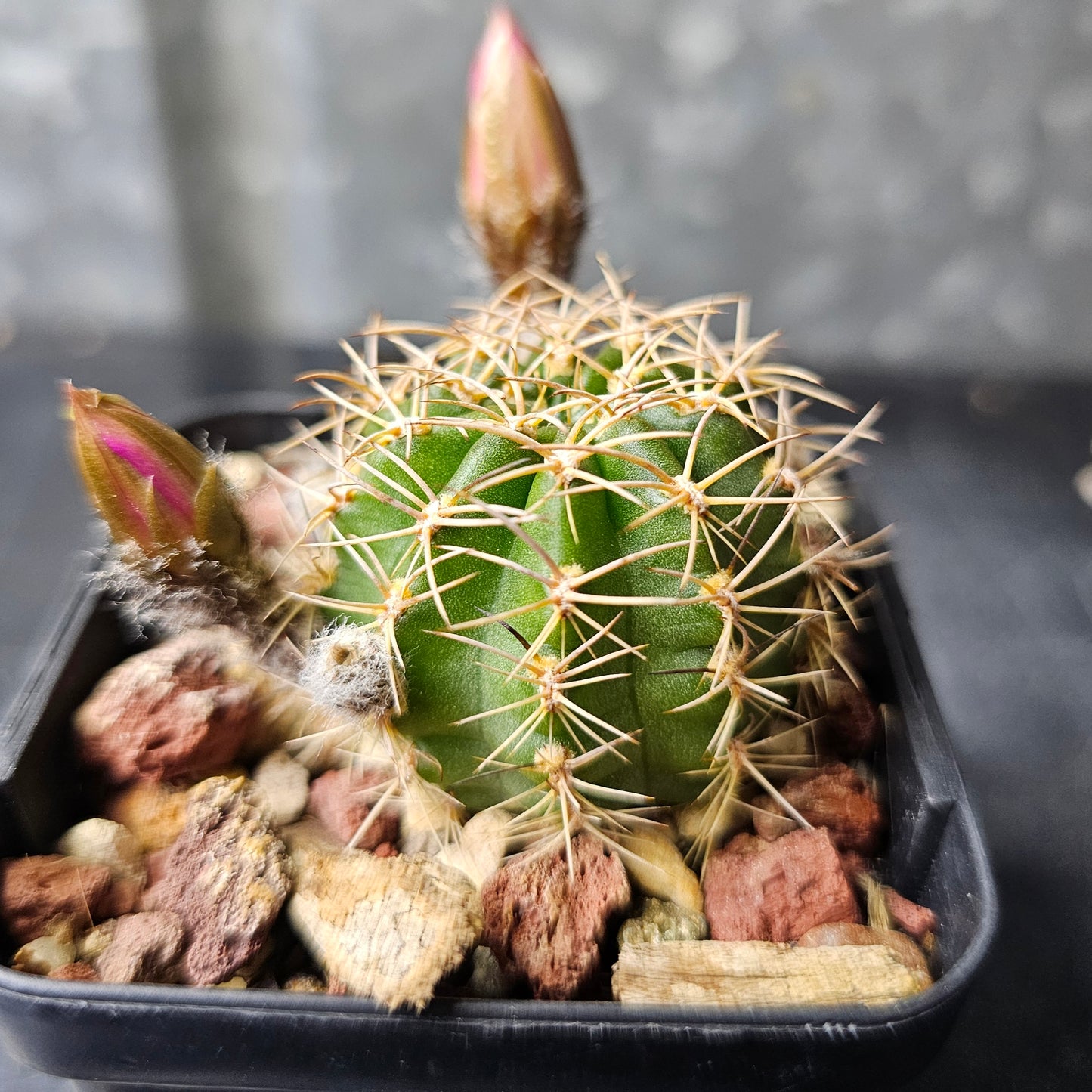 Lobivia hybrid (BR6)