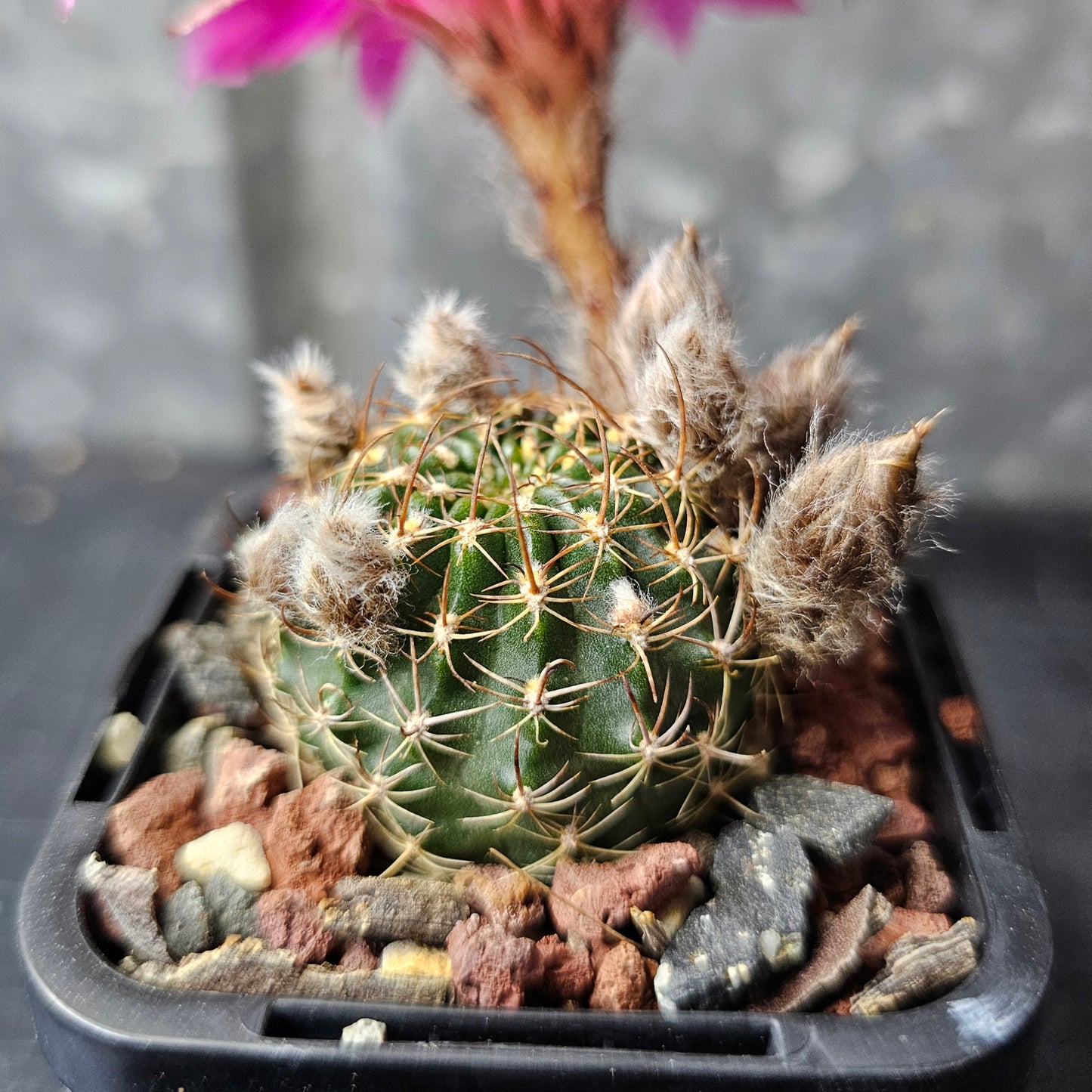 Lobivia hybrid (1UJ)