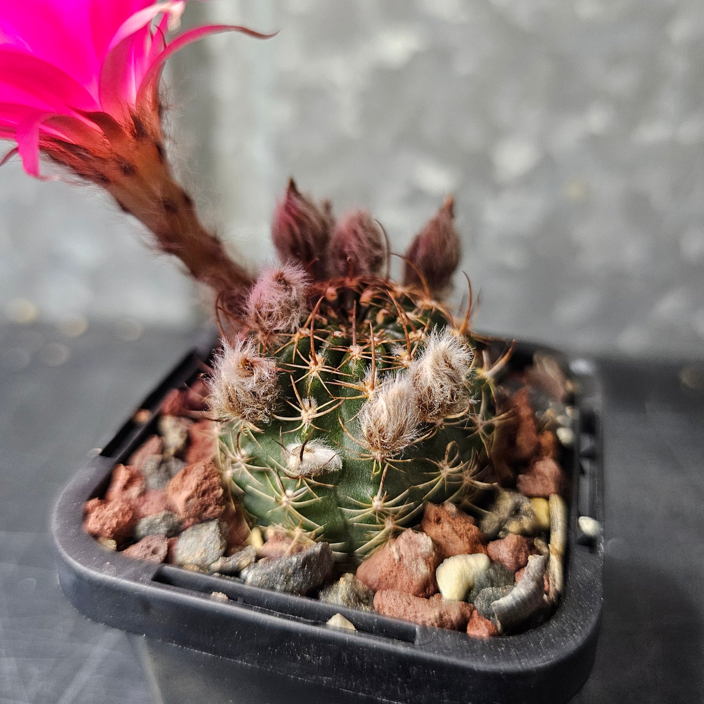 Lobivia hybrid (1UJ)