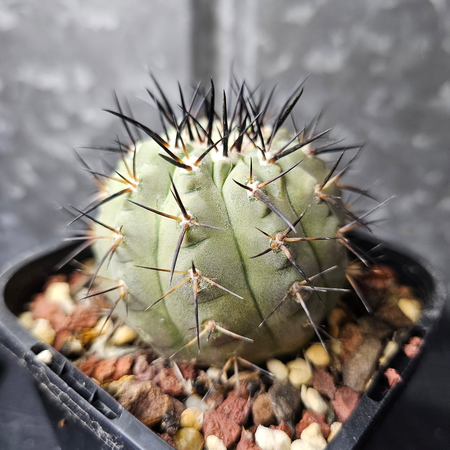 Copiapoa cinerea JN2027