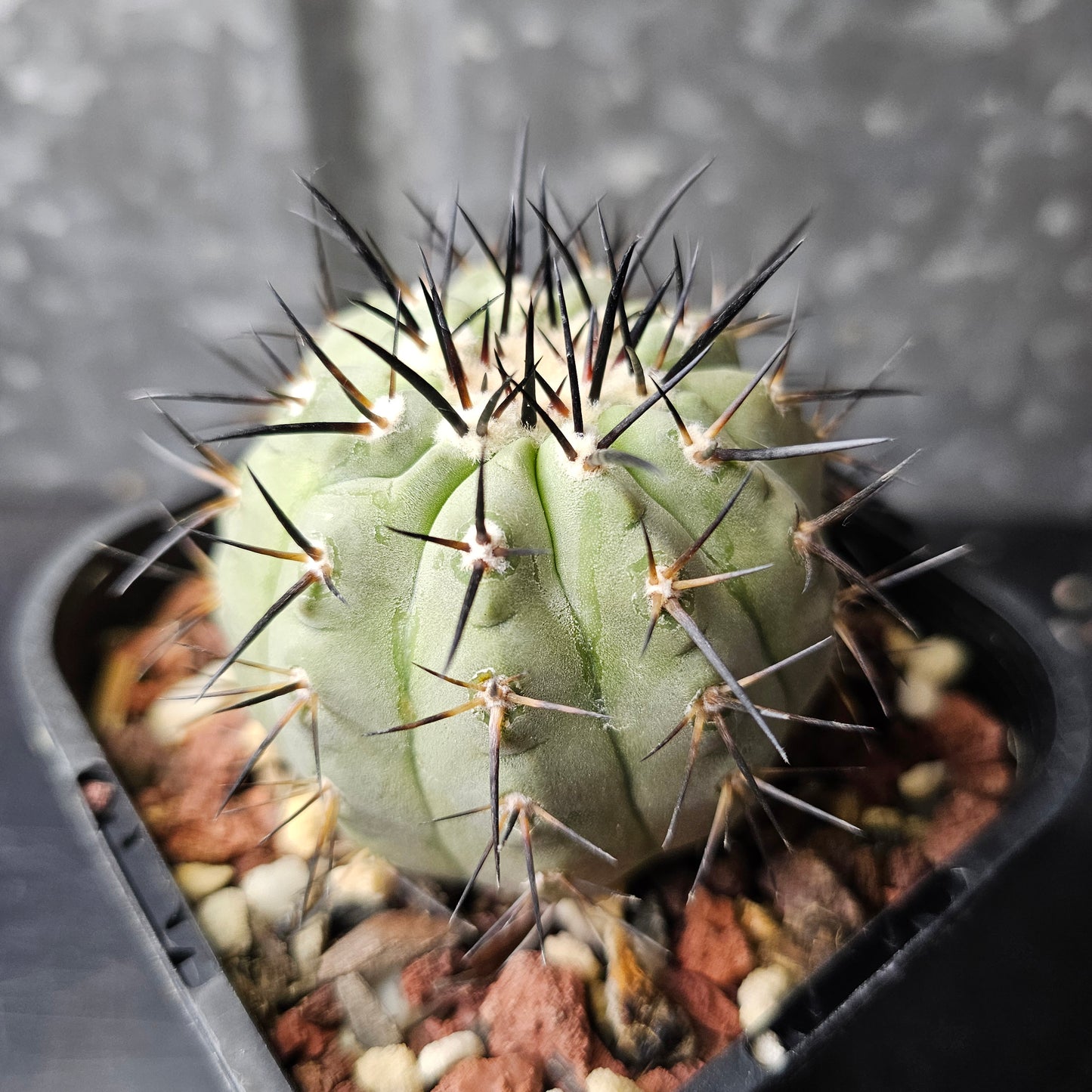 Copiapoa cinerea JN2027