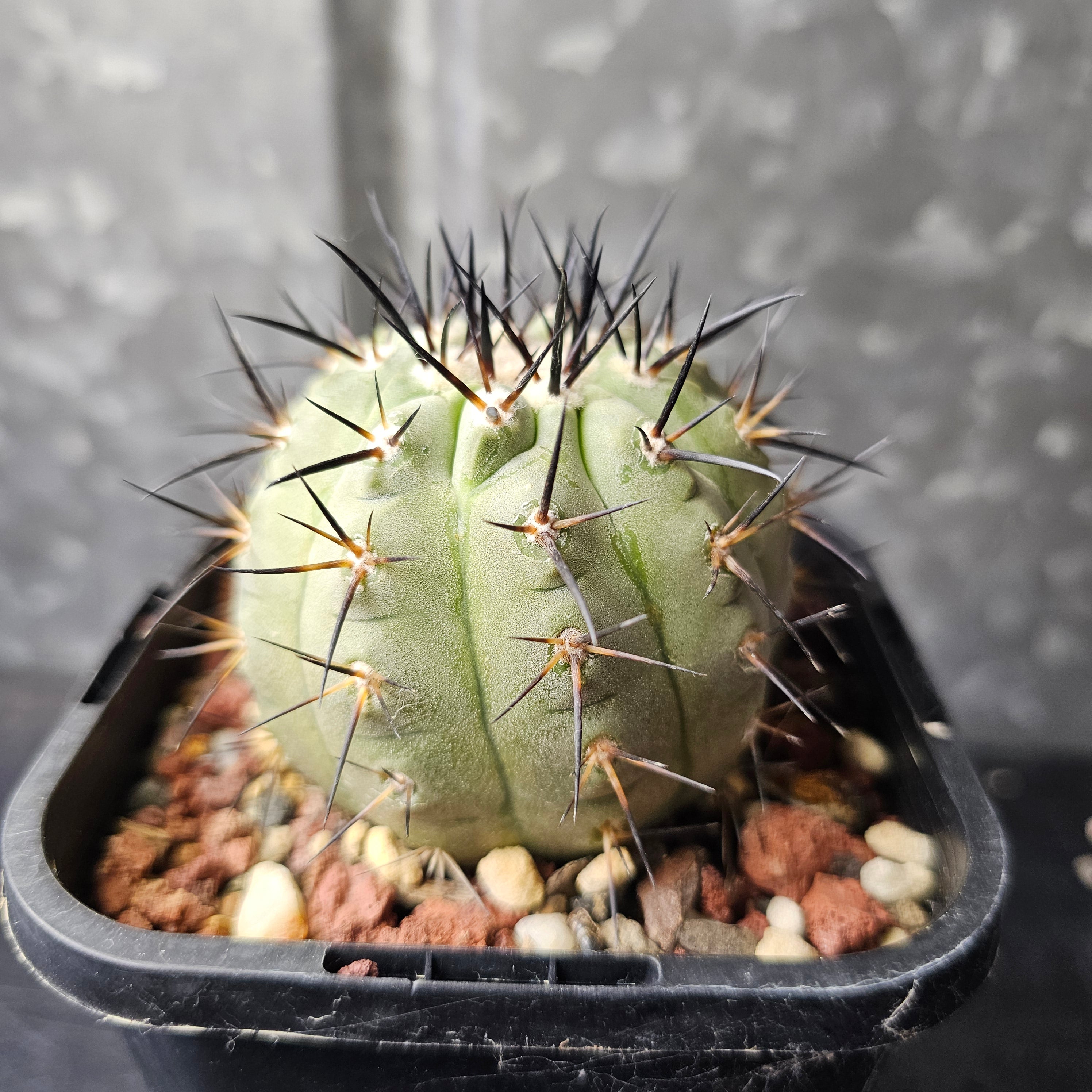Copiapoa cinerea JN2027 – Spine City