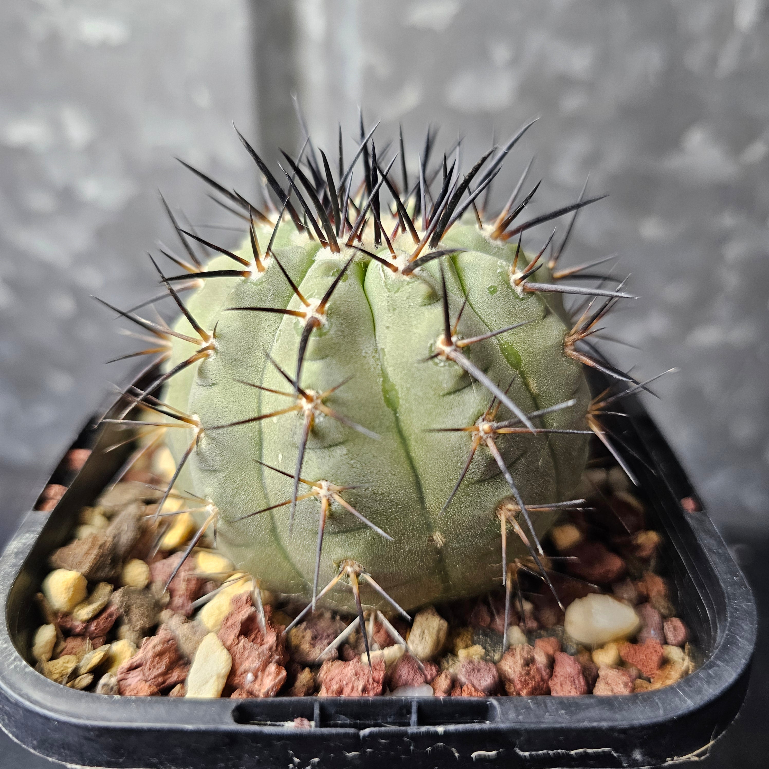 Copiapoa cinerea JN2027 – Spine City