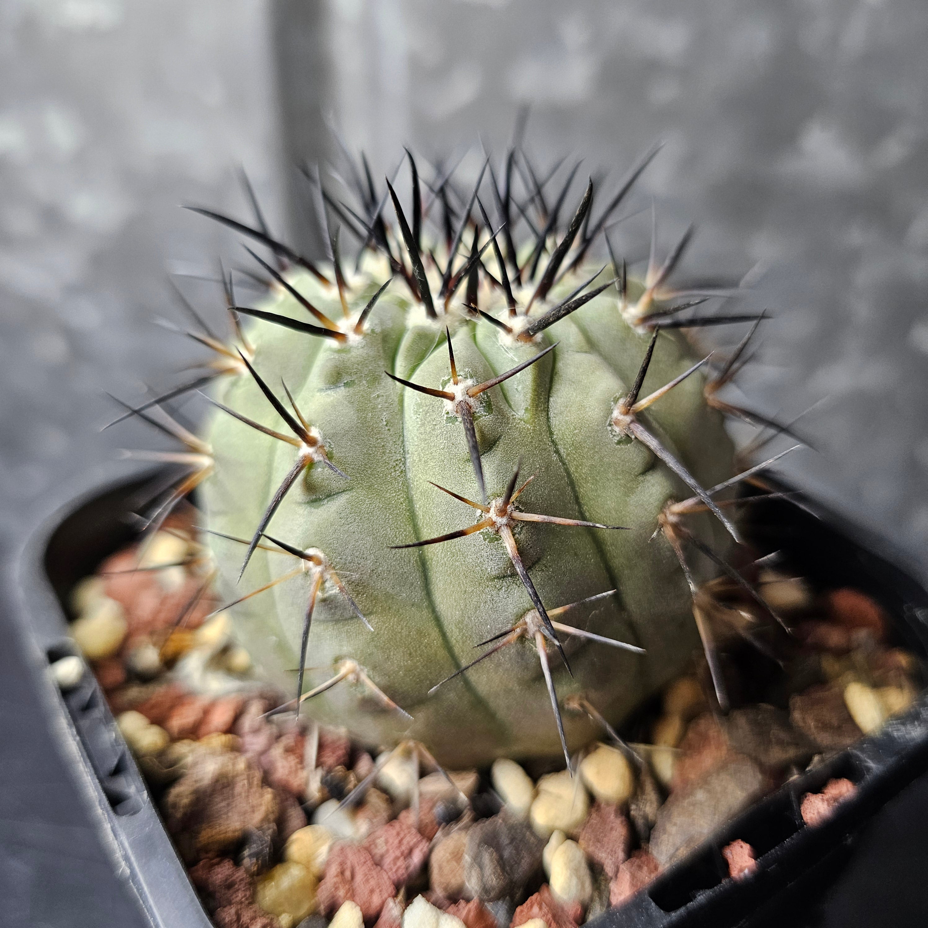 Copiapoa cinerea JN2027 – Spine City