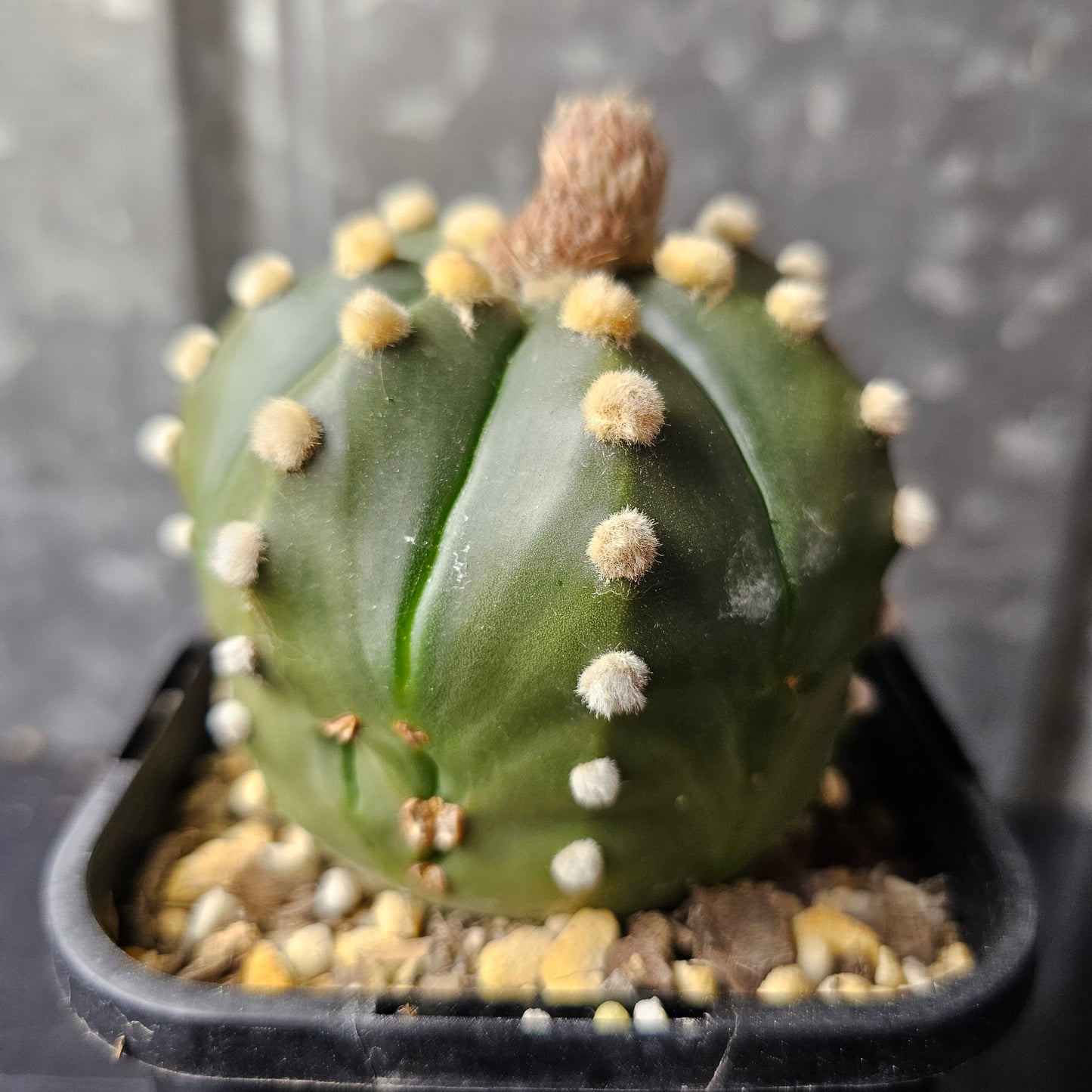 Astrophytum asterias mature hybrid