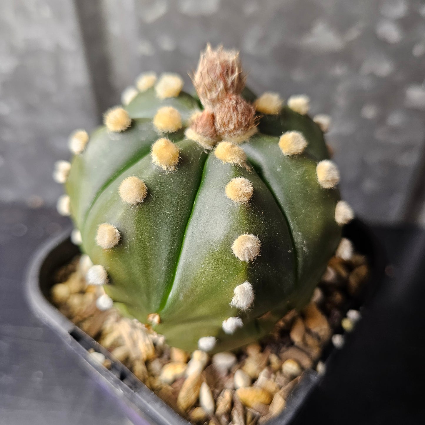 Astrophytum asterias mature hybrid