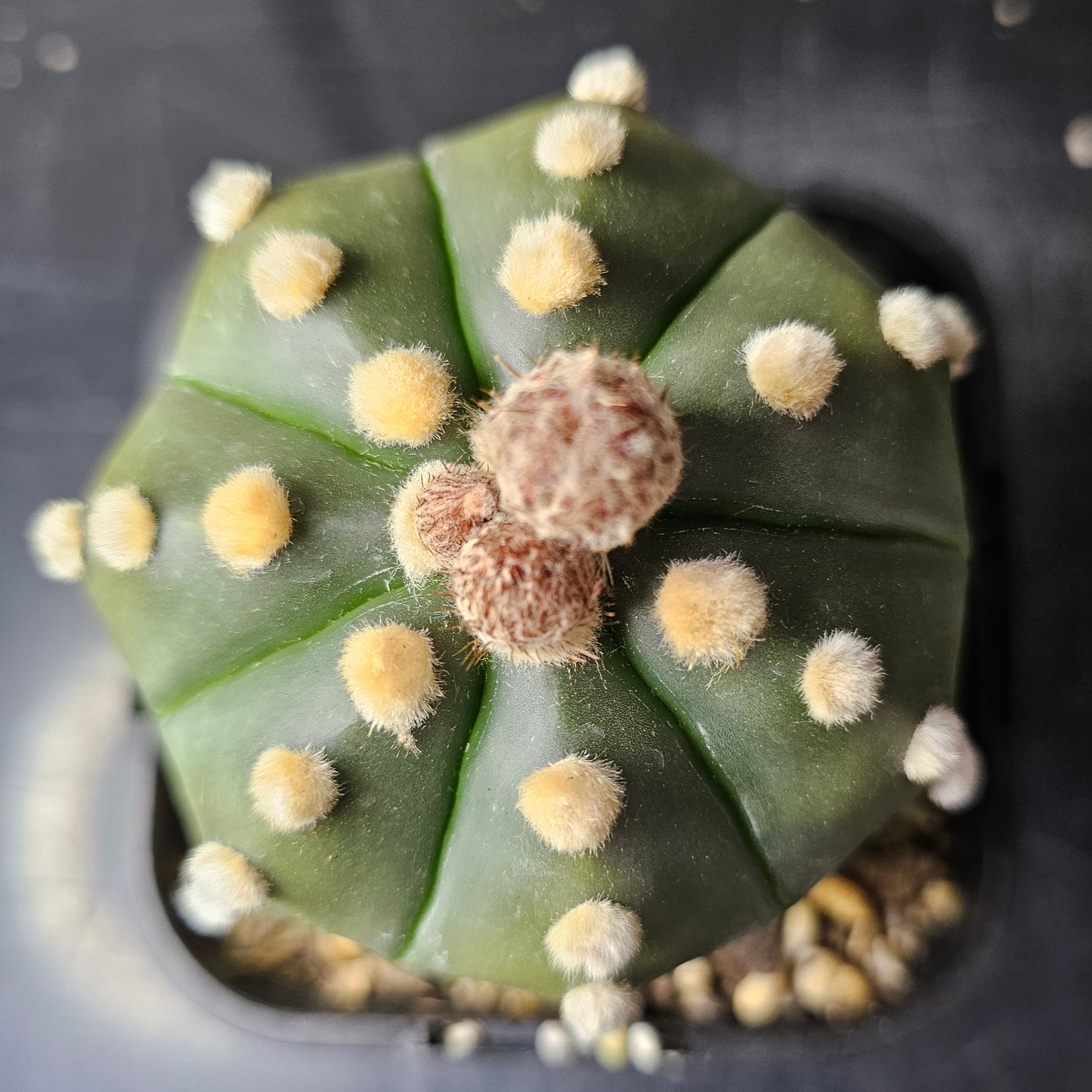 Astrophytum asterias mature hybrid