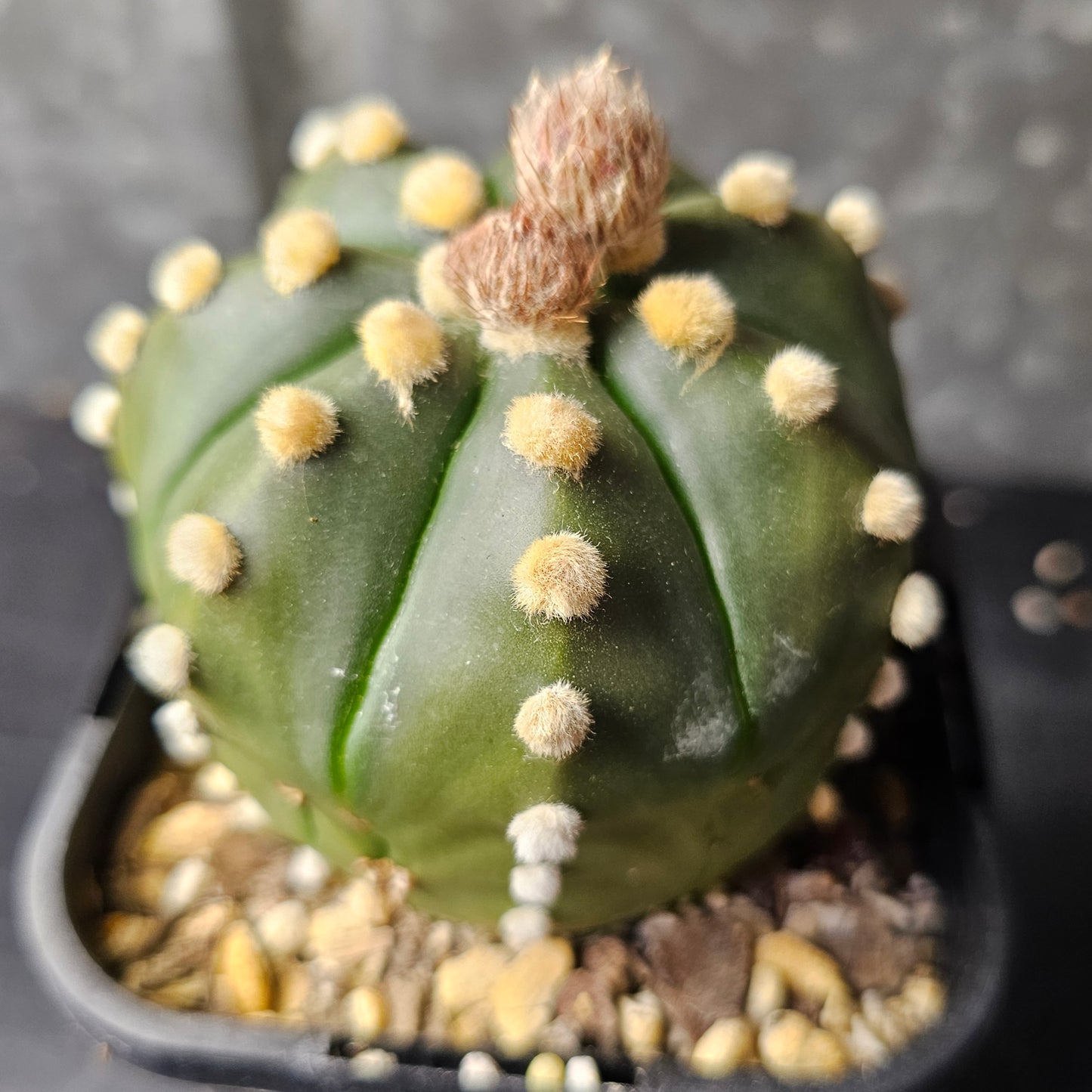 Astrophytum asterias mature hybrid
